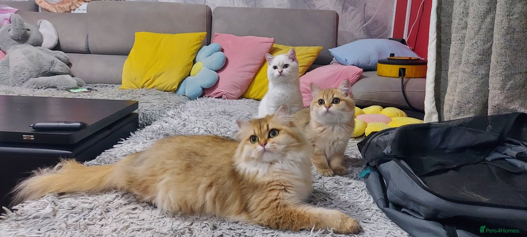 British Shorthair cats for sale: Golden British shorthair Pedigree Neutered  - Image 17