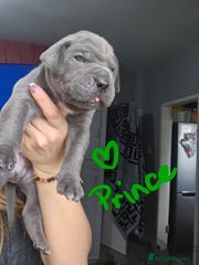 Cane Corso Puppy 3