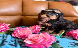 Cavapoo dogs for sale: Ruby &black n tan boys and girls  - Image 5
