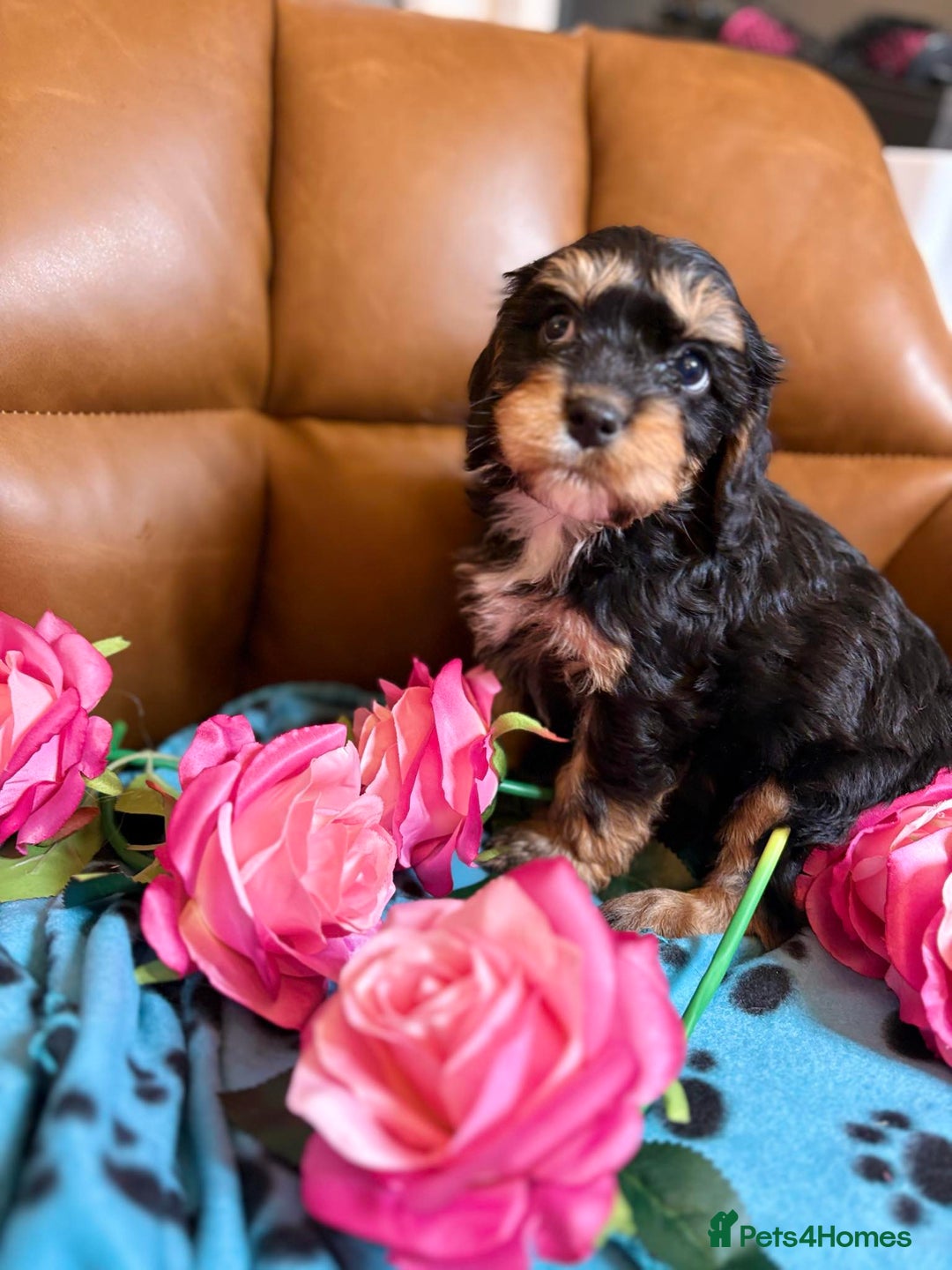 Cavapoo dogs for sale: Ruby &black n tan boys and girls  - Image 5