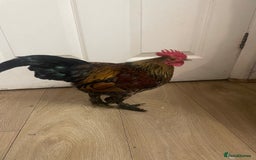 Chickens poultry for sale: Chickens for FREE - Image 4