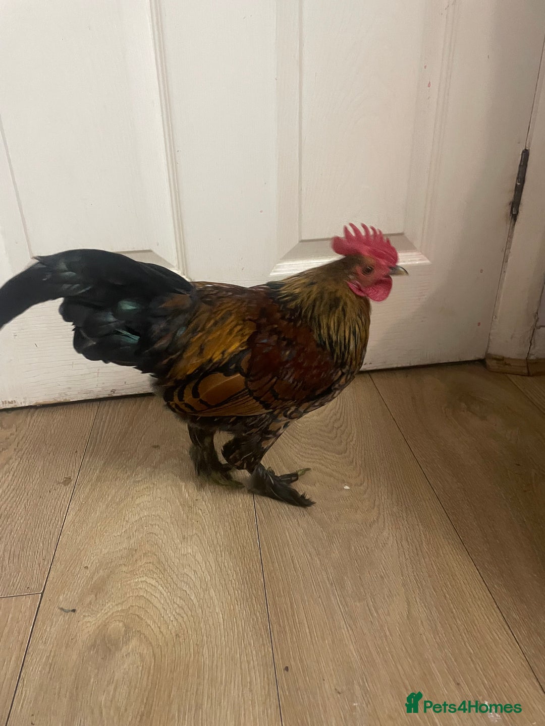 Chickens poultry for sale: Chickens for FREE - Image 4