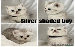 British Shorthair cats for sale: Gold and silver shaded GCCF kittens - Image 11