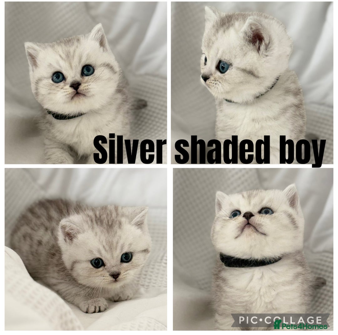 British Shorthair cats for sale: Gold and silver shaded GCCF kittens - Image 11