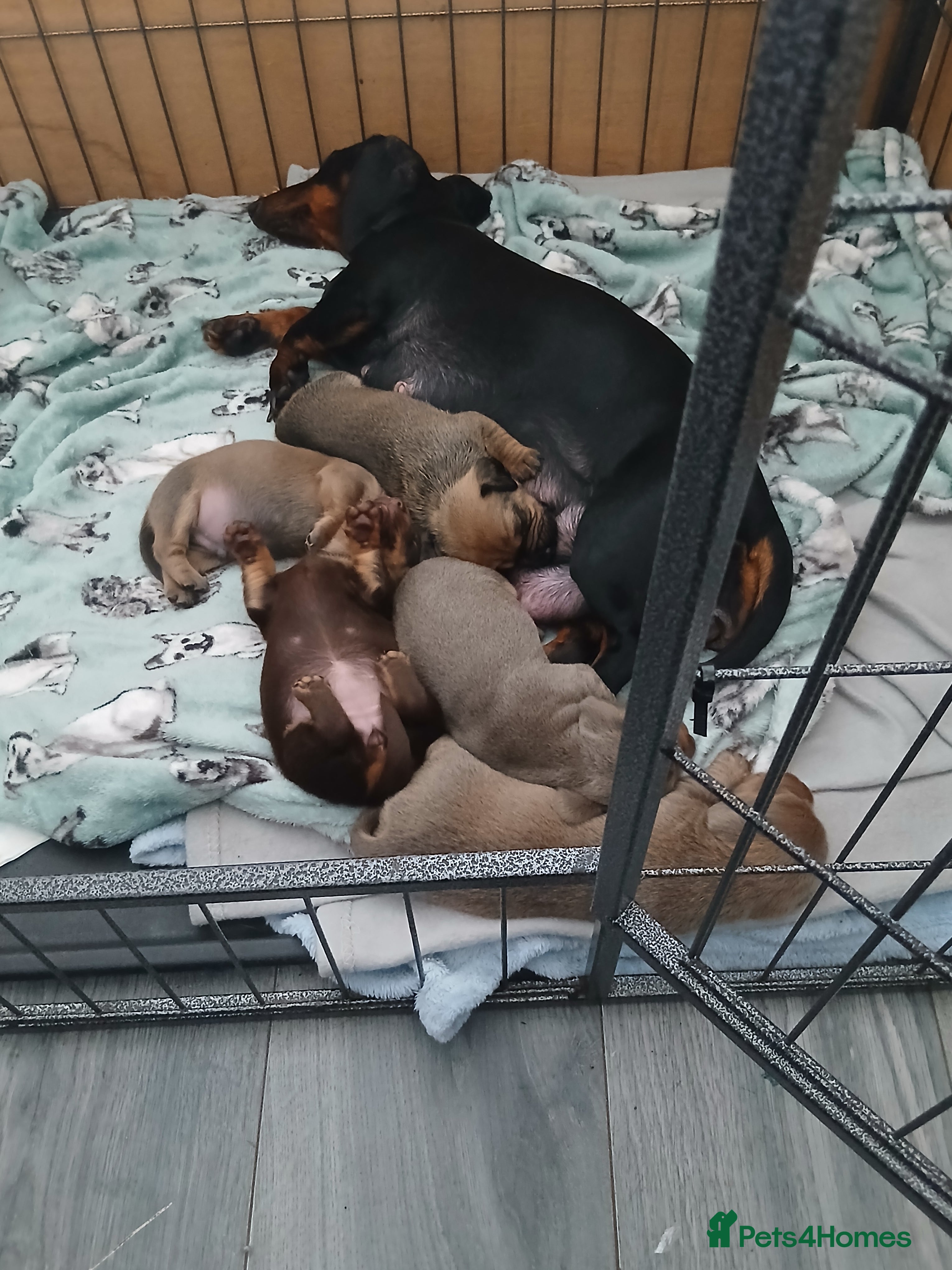 Dachshund dogs Beautiful liter of pups  in Dudley - Advert 8