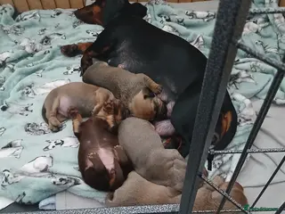 Dachshund dogs Beautiful liter of pups in Dudley - Advert 8