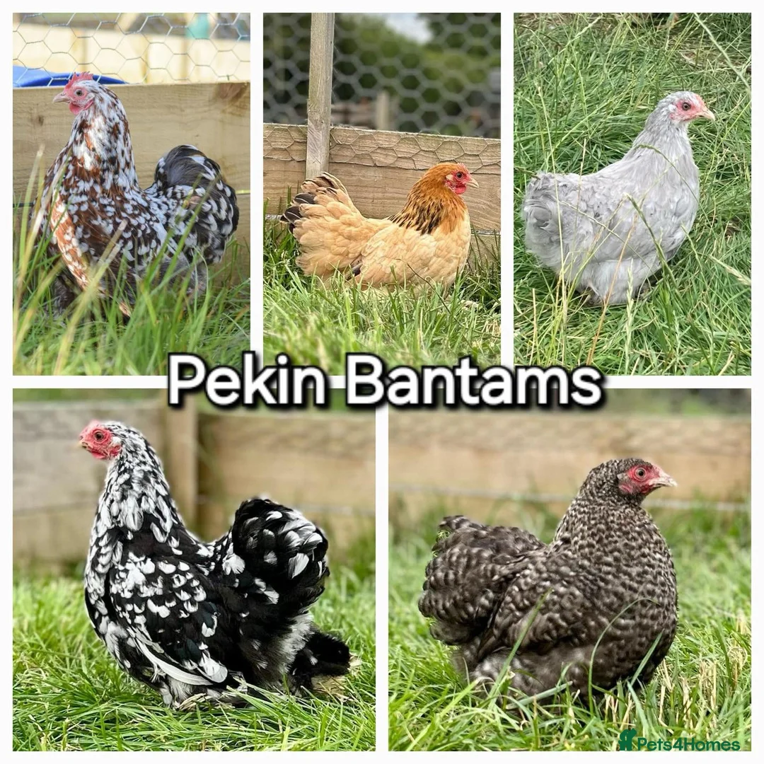 Chickens poultry for sale: Bantams  - Advert 2