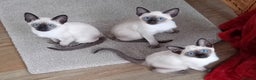 Siamese cats for sale: Traditional seal point boy kitten - Advert 7