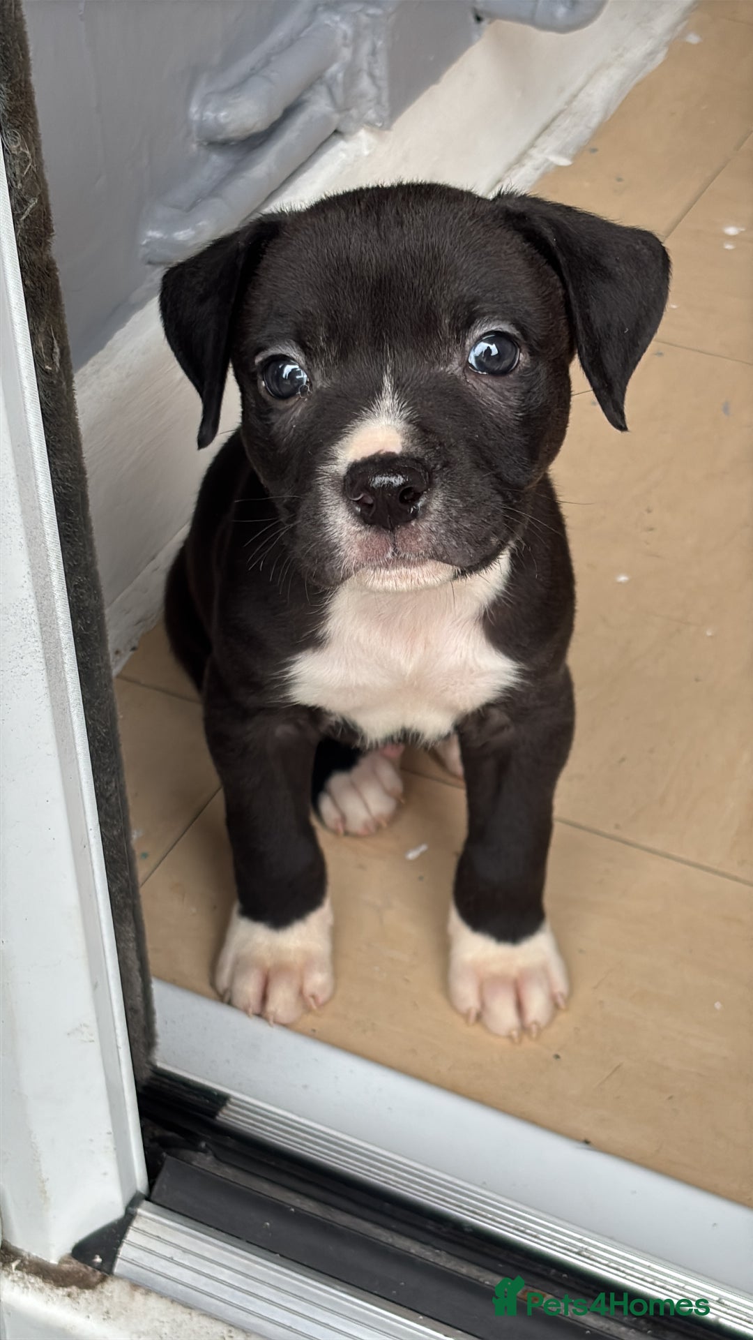 Mixed Breed dogs for sale: Abbd x greyhound puppy - Image 4