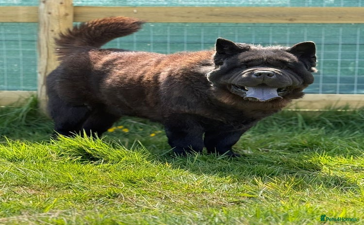 Chow Chow dogs in Colchester - Advert 15