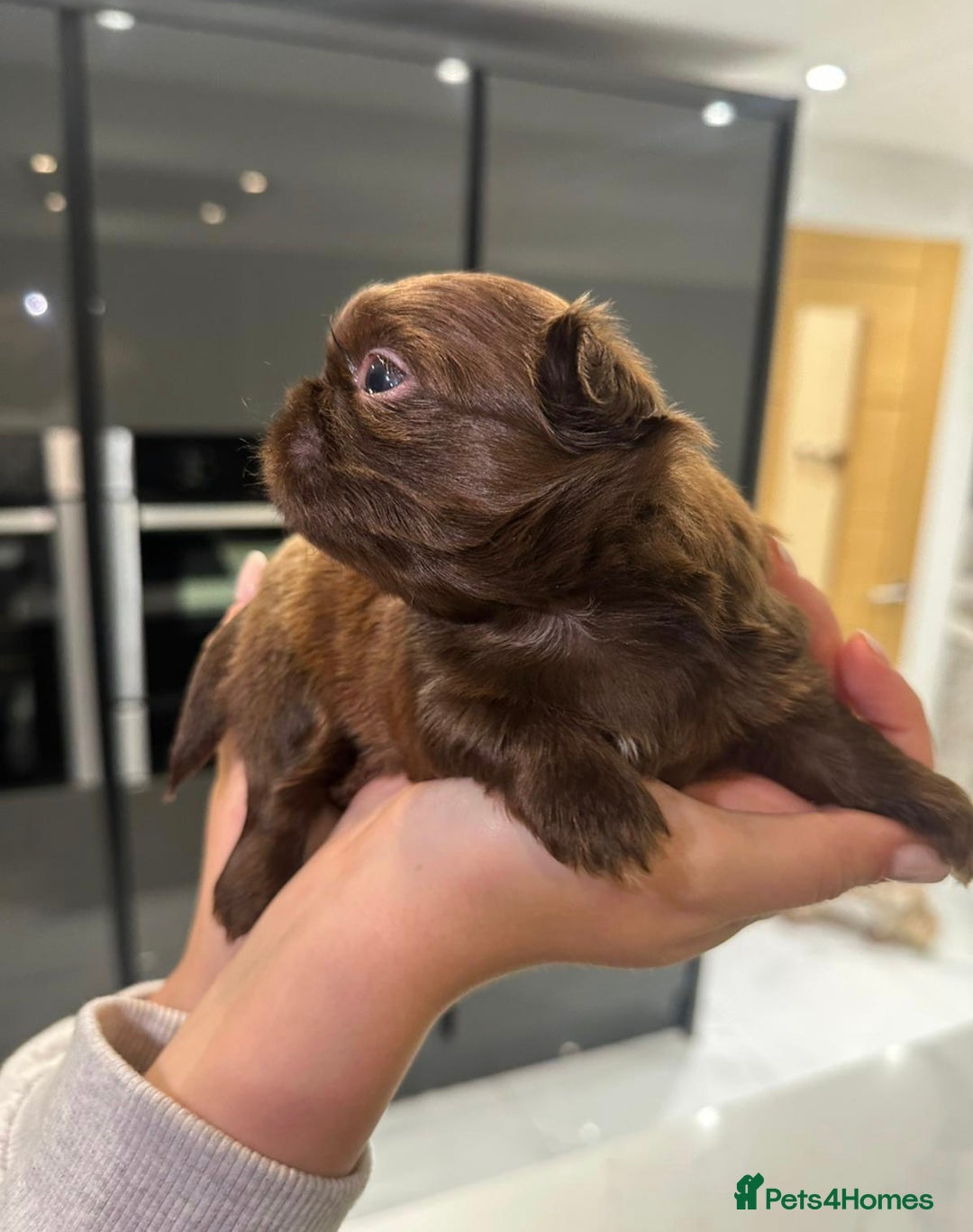 Shih Tzu dogs for sale: kC Imperial Shih tzu Ready now only 1 girl left  - Advert 33