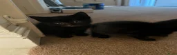 Domestic Shorthair cats for sale: Beautiful kittens in Northampton - Advert 4