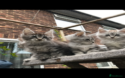 Maine Coon cats for sale: Maine coon kittens ready now - Image 4