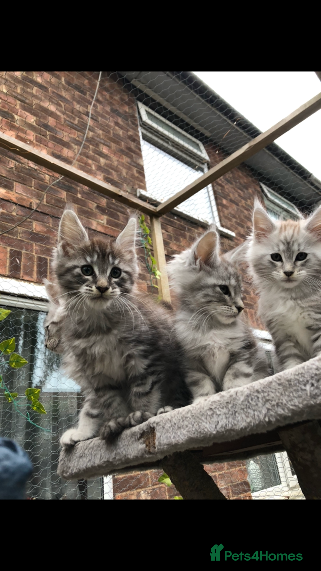 Maine Coon cats for sale: Maine coon kittens ready now - Image 4