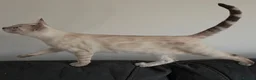 Bengal cats for sale: Outstanding Tica Show quality bengal kitten's - Advert 7