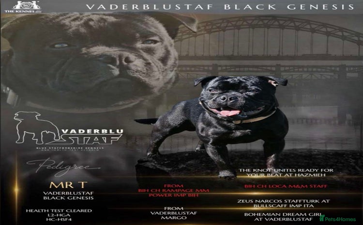Staffordshire Bull Terrier dogs - Advert 1