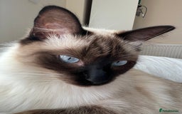 Ragdoll cats for sale:  Rehoming Ragdoll Cats. Indoor Homes Onlyz  - Image 14