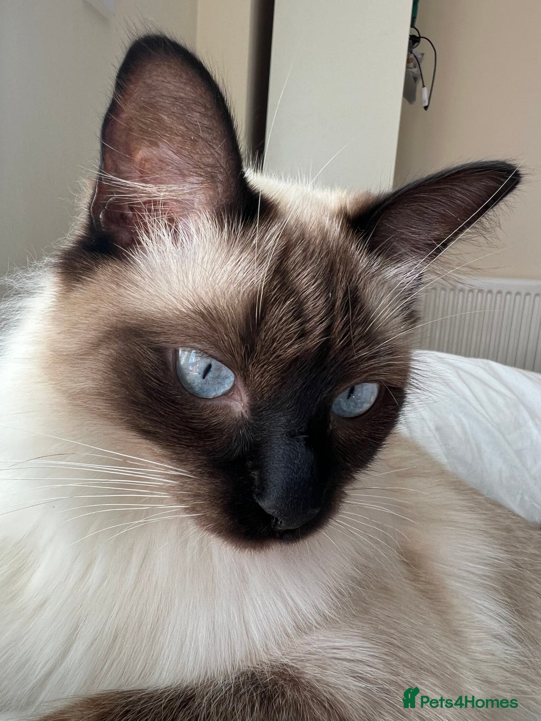 Ragdoll cats for sale:  Rehoming Ragdoll Cats. Indoor Homes Onlyz  - Image 14