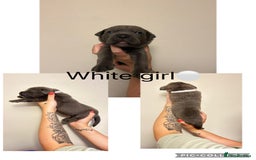Cane Corso dogs for sale: Cane corso puppies  - Image 1