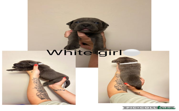 Cane Corso dogs - Advert 2