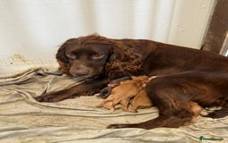 Sprocker dogs for sale: Gorgeous sprocker pups - Image 8