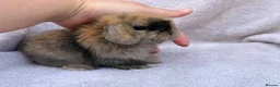 Mini Lop rabbits for sale: mini lops for reserve  - Advert 3