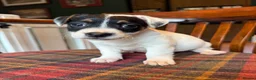 Jack Russell dogs for sale: Traditional Jack Russell Terriers  - Advert 13