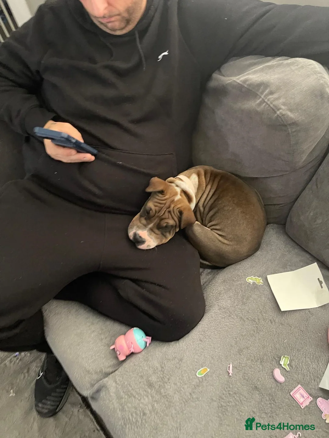 Mixed Breed dogs for sale: Shar pei cross American bulldog  - Advert 2