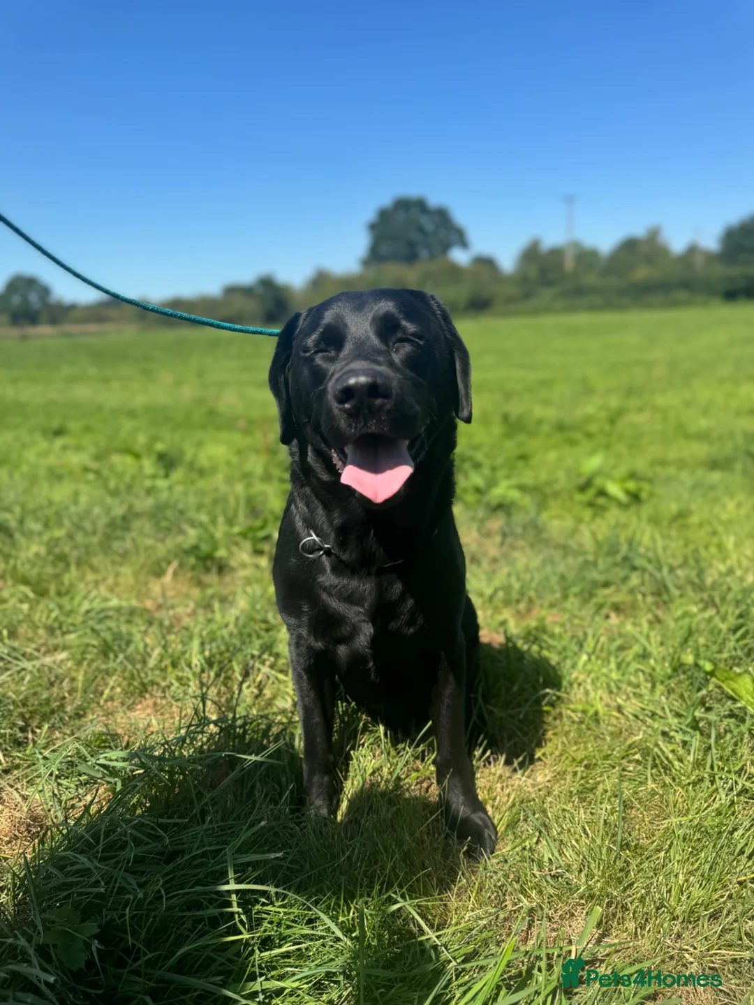 Labrador Retriever dogs for sale: Selling unfortunately due to my own health issues  - Advert 2