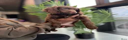 Cockapoo dogs for sale: F2 beautiful cockapoo puppies  in Leamington Spa - Advert 24