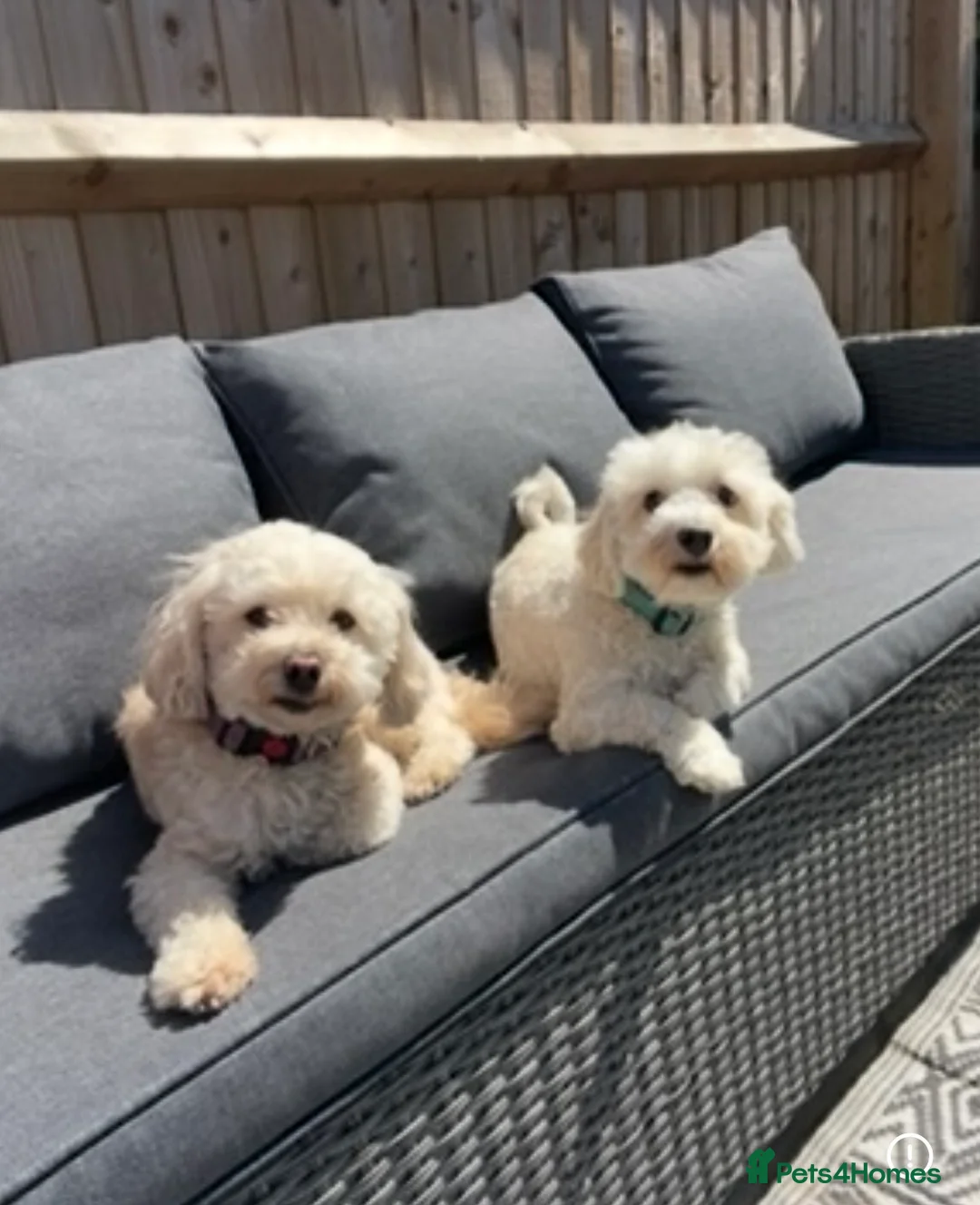 Maltipoo dogs for sale: 2 Maltipoos   - Advert 1