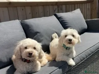 Maltipoo dogs 2 Maltipoos - Advert 1