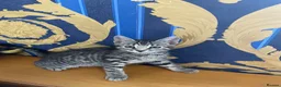 Bengal cats for sale: ♥️IAM ❤️WATCH ALL MY VIDEOS👀FOR MUMMY OR DADDY ❤️ - Advert 29