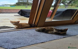 Mixed Breed cats for sale: 2 kittens need a loving home - Image 4
