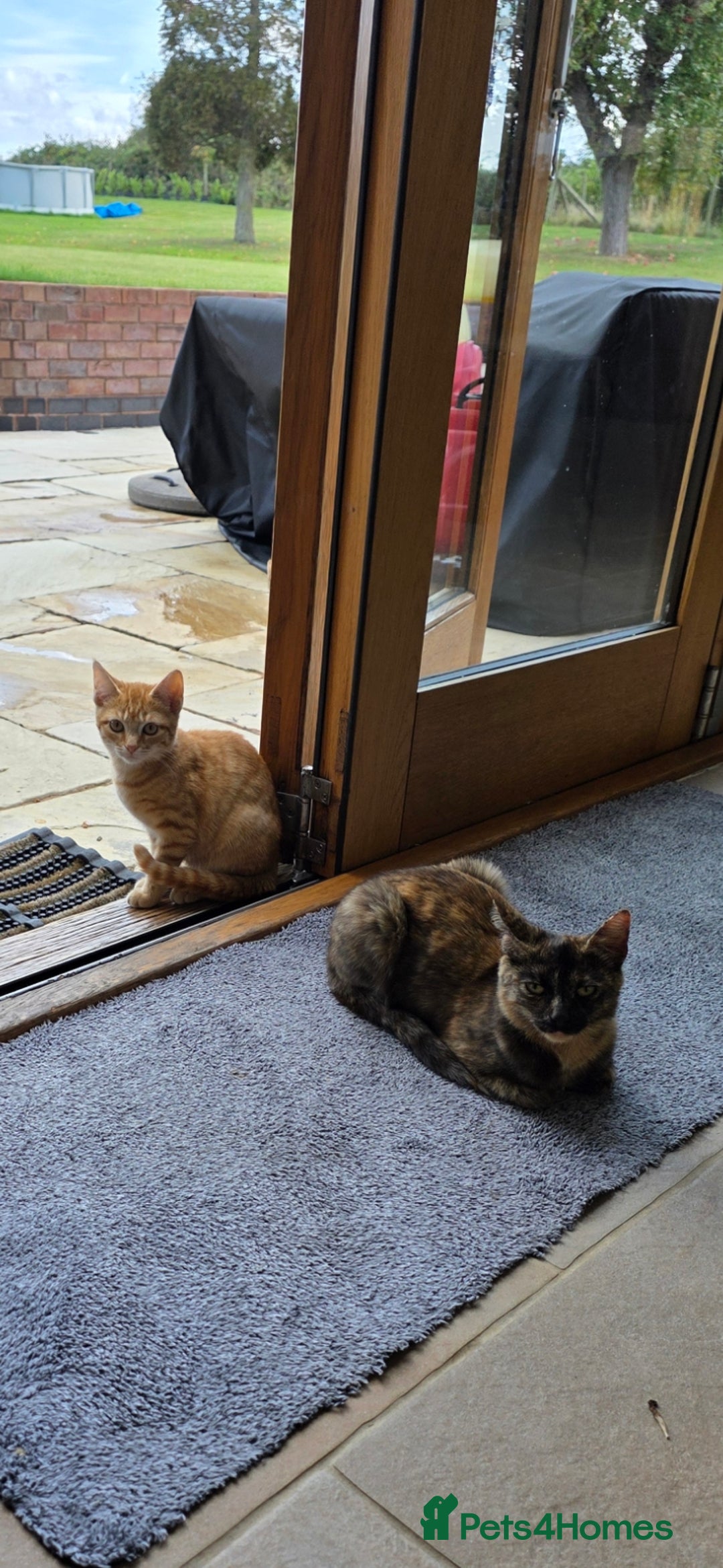 Mixed Breed cats for sale: 2 kittens need a loving home - Image 4
