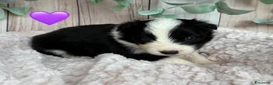 Purple Collar Female
