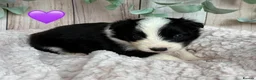 Border Collie dogs for sale: Gorgeous Seal & Black&White Border Collie Puppies  - Advert 5