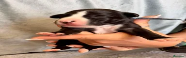 Whippet Puppy 2