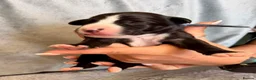 Whippet dogs for sale: Whippet puppies  - Advert 10