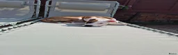 Mixed Breed dogs for sale: Bruce - Advert 8