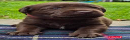 Labrador Retriever dogs for sale: Exceptional KC Reg Chocolate Labrador Puppies  - Advert 23