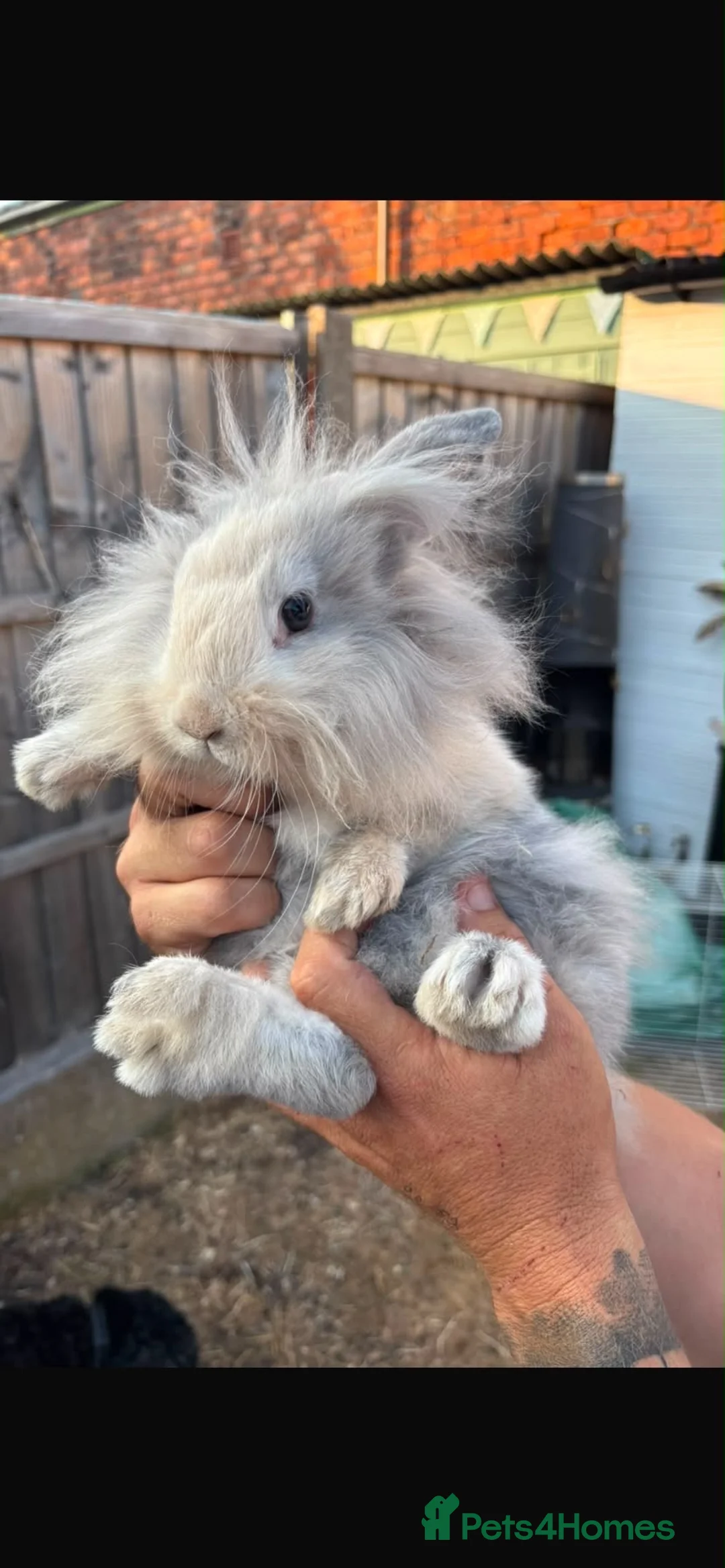 Mixed Breed rabbits for sale: Gorgeous bunnies for sale - Advert 2