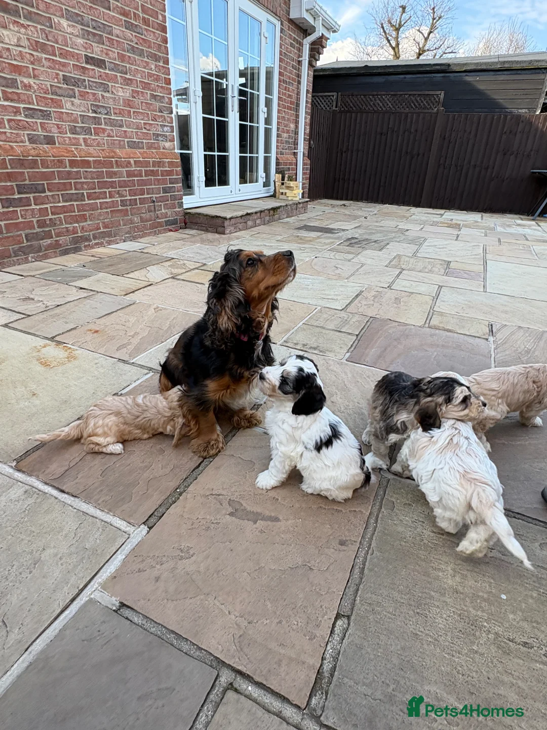 Cockapoo dogs for sale: Cockapoo puppies for sale  - Advert 12