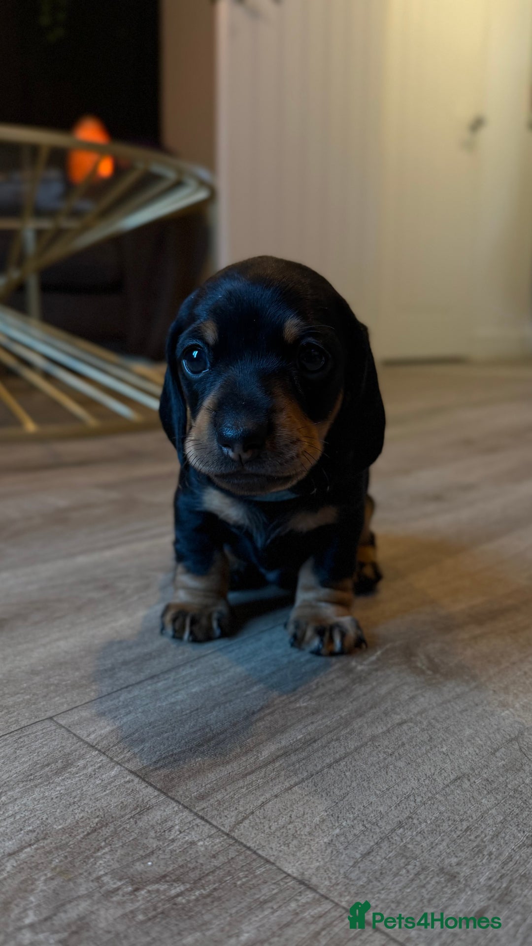 Miniature Dachshund dogs for sale: ⭐️OUTSTANDING MINI DACHSHUND PUPS⭐️  - Advert 3