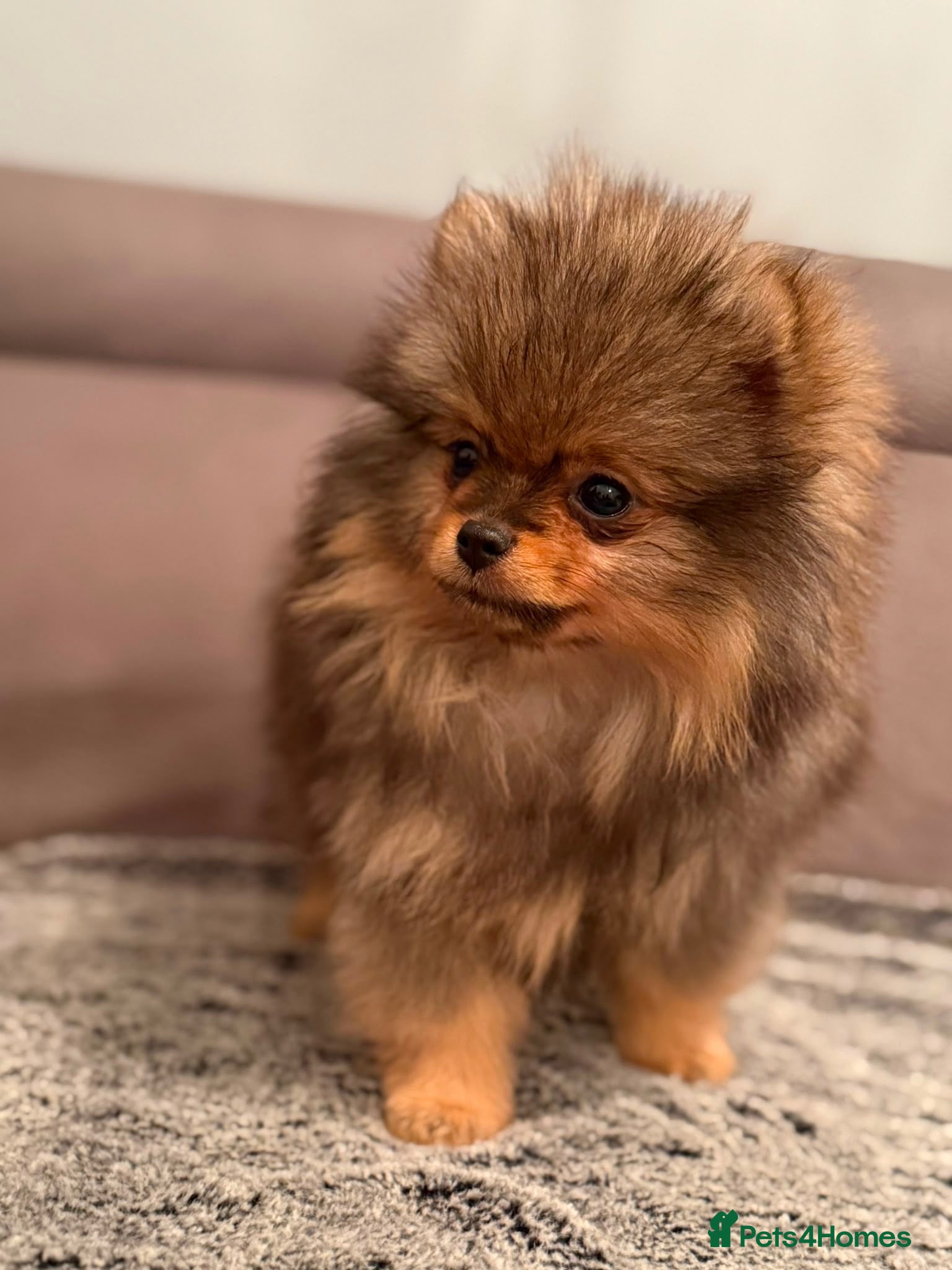 Pomeranian dogs Beautiful extra small Pomeranian puppies  - Advert 2