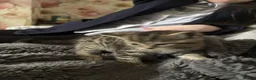 Mixed Breed cats for sale: Bengal cross kittens  - Advert 12