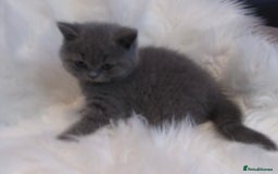British Shorthair cats for sale: GCCF CHAMPION SIRED BRITISH SHORTHAIR - Image 4