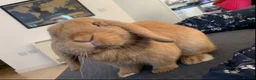 English Lop rabbits for sale: Cyprus  - Advert 5