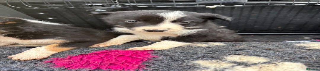 Border Collie Puppy 5