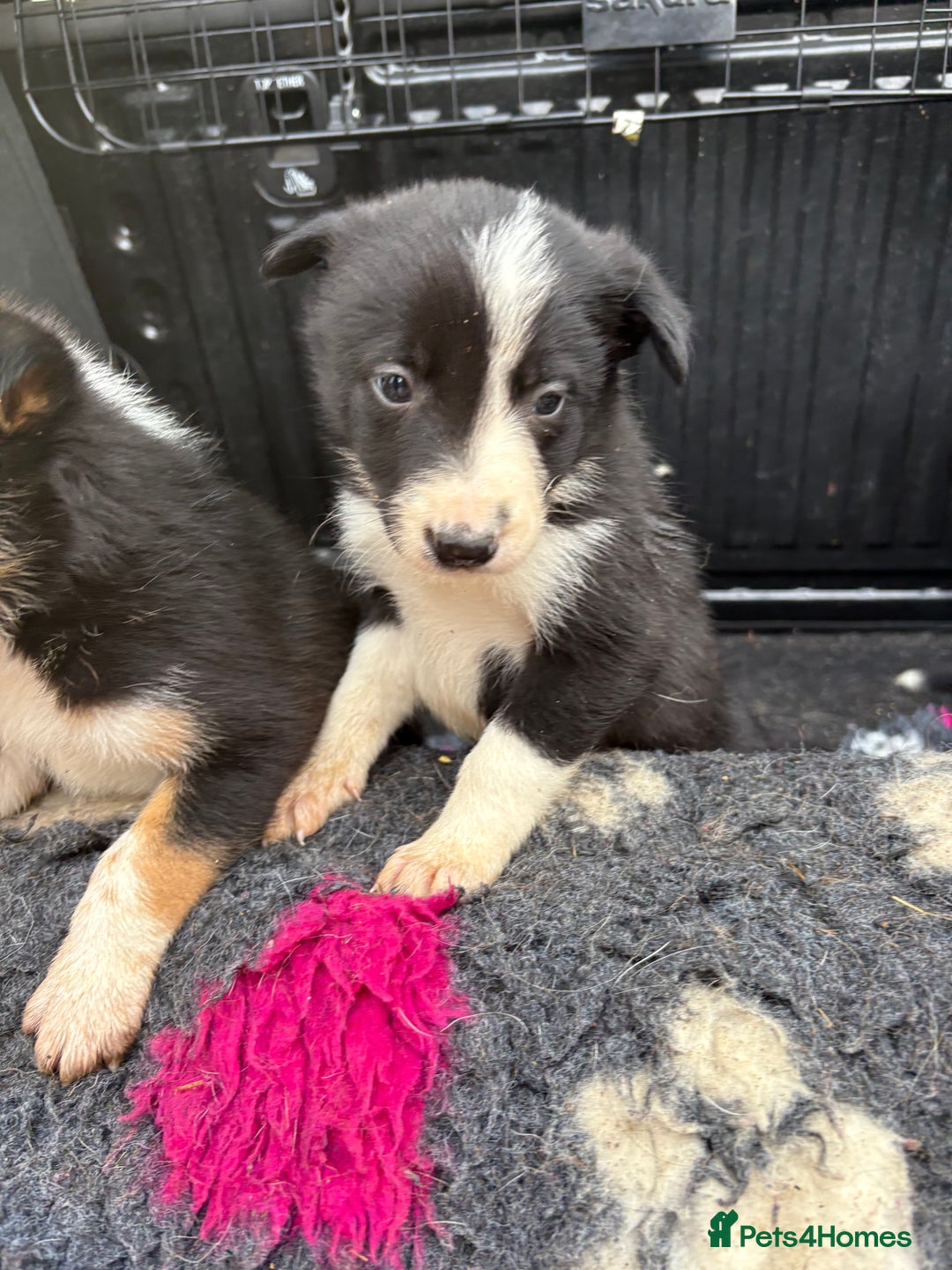 Border Collie dogs for sale: Wonderful black/white/tri border collie puppies  - Image 9